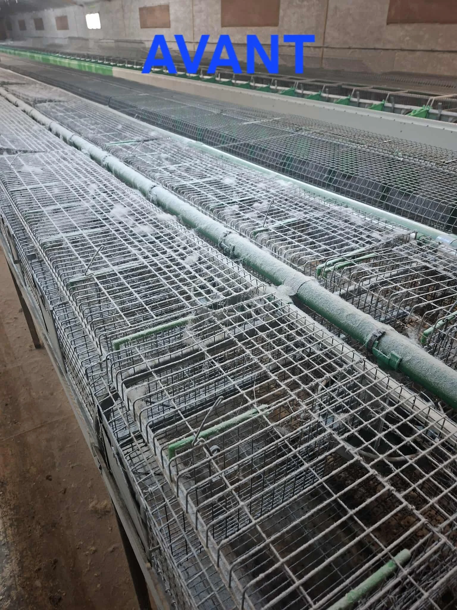 Lavage batiments Lapins