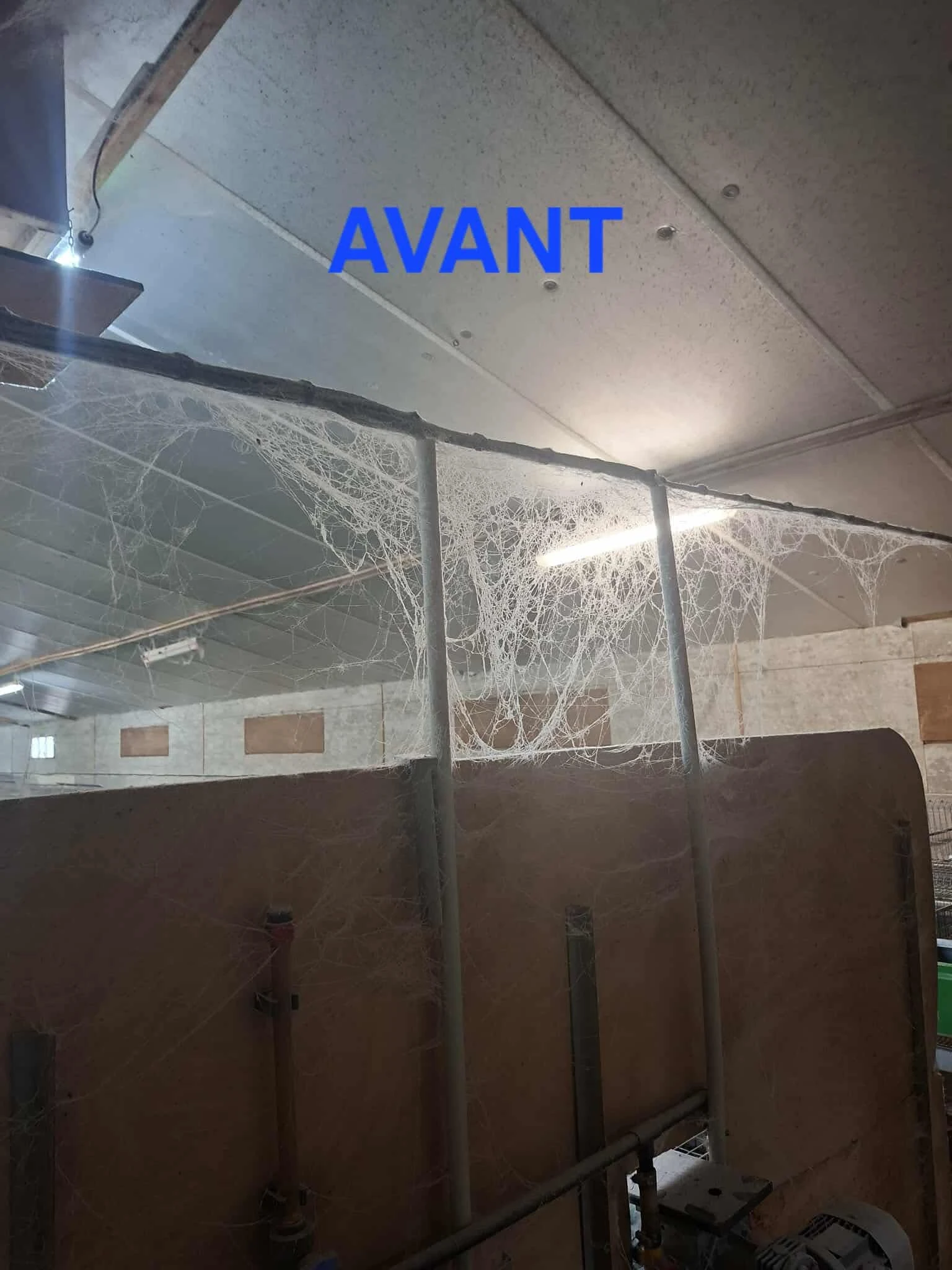 Lavage batiments Lapins